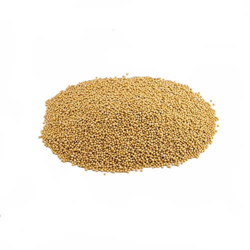 Senfkörner gelb ganz (1kg)